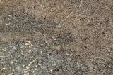 Polished Dinosaur Bone (Gembone) Section - Morocco #349668-1